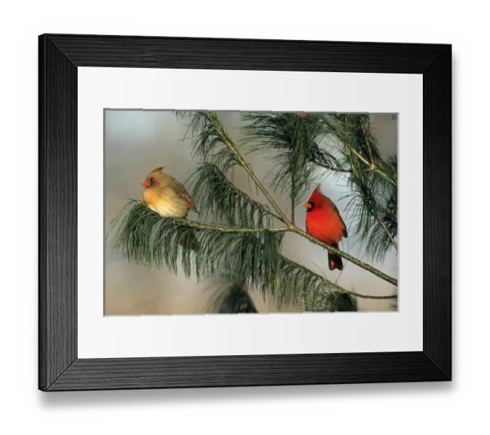 Framed Print : Northern Cardinal (Cardinalis cardinalis) male and female in pine tree, Marion Co. IL Framed Print : Northern Cardinal (Cardinalis cardinalis) male and female in pine tree, Marion Co. IL