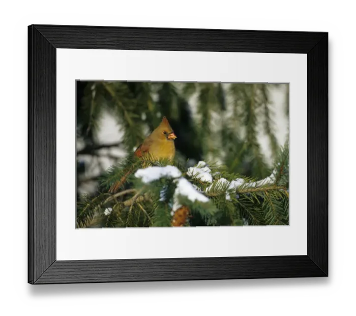 Framed Print : Northern Cardinal (Cardinalis cardinalis) female in spruce tree in winter, Marion Co. IL