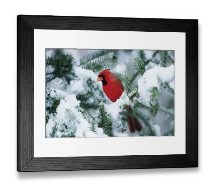 Framed Print : Northern Cardinal (Cardinalis cardinalis) male in fir tree in winter, Marion Co. IL Framed Print : Northern Cardinal (Cardinalis cardinalis) male in fir tree in winter, Marion Co. IL