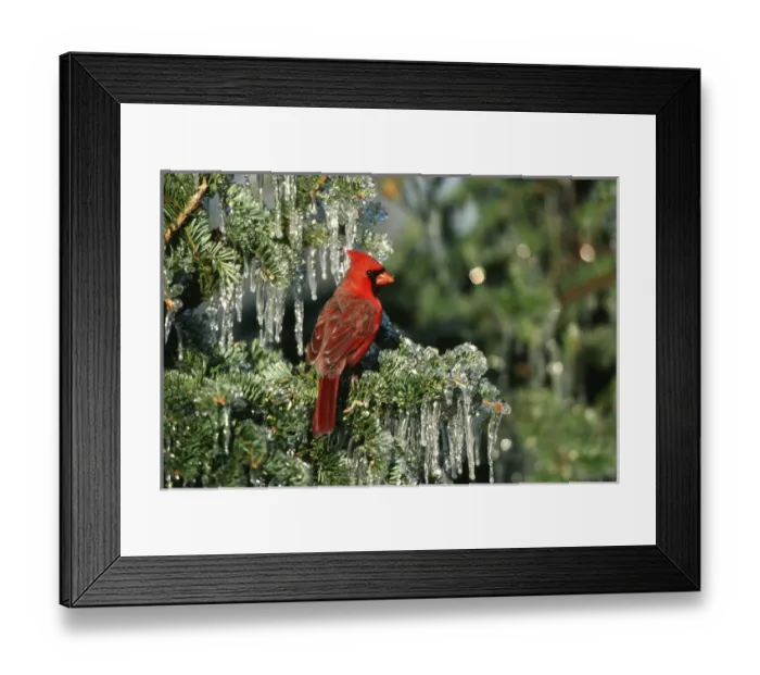 Framed Print : Northern Cardinal (Cardinalis cardinalis) male in icy fir tree, Marion Co. IL
