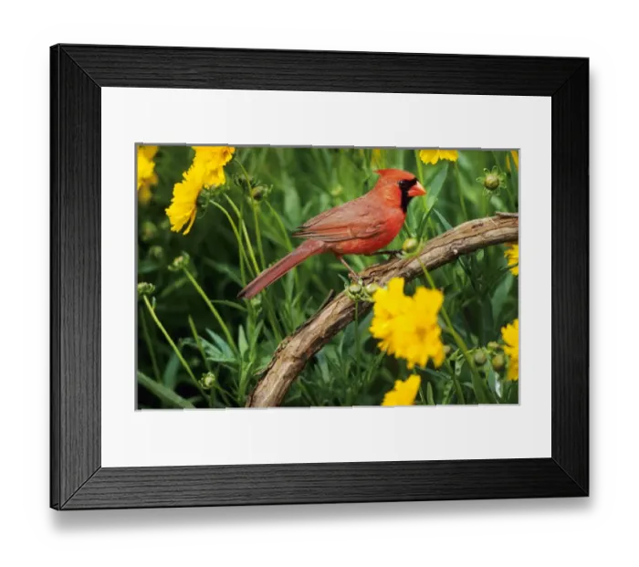 Framed Print : Northern Cardinal (Cardinalis cardinalis) male in flower garden near Lance-leaved Coreopsis Framed Print : Northern Cardinal (Cardinalis cardinalis) male in flower garden near Lance-leaved Coreopsis