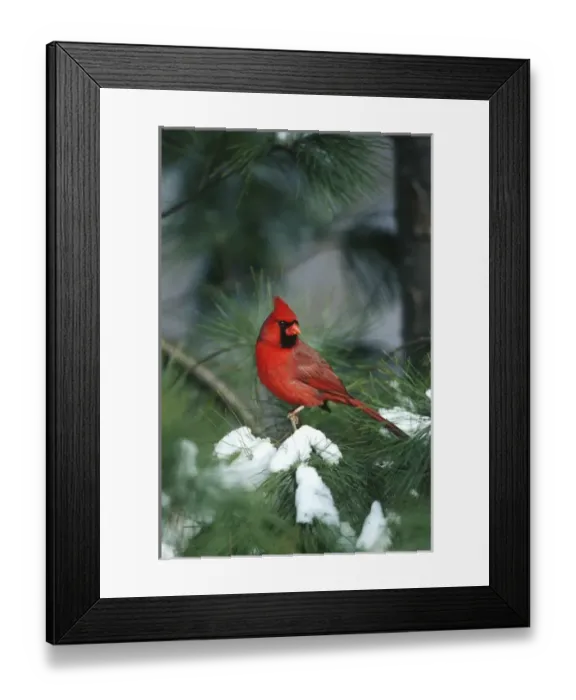 Framed Print : Northern Cardinal (Cardinalis cardinalis) male in Pine tree in winter Marion Co. IL Framed Print : Northern Cardinal (Cardinalis cardinalis) male in Pine tree in winter Marion Co. IL