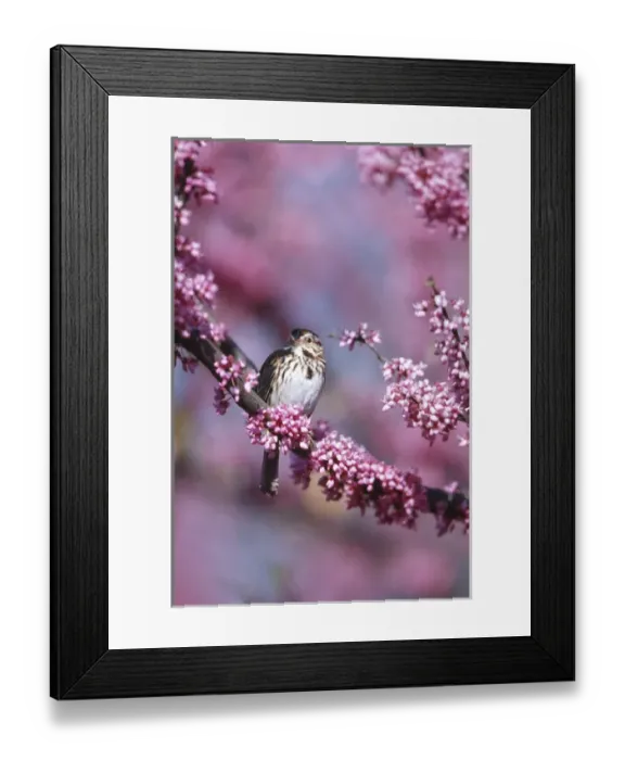 Framed Print : Song Sparrow (Melospiza melodia) in Eastern Redbud tree (Cercis canadensis), Marion Co Framed Print : Song Sparrow (Melospiza melodia) in Eastern Redbud tree (Cercis canadensis), Marion Co