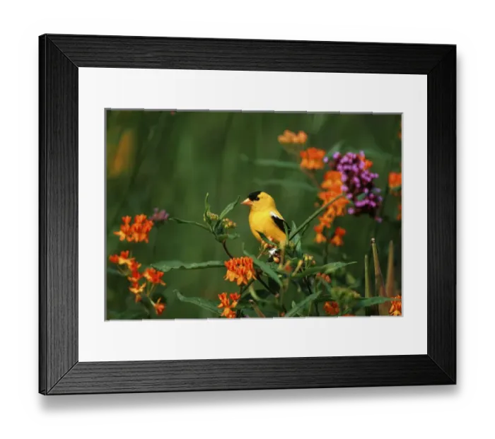 Framed Print : American Goldfinch (Carduelis tristis) male on Verbena bonariensis & Butterfly Milkweed Framed Print : American Goldfinch (Carduelis tristis) male on Verbena bonariensis & Butterfly Milkweed
