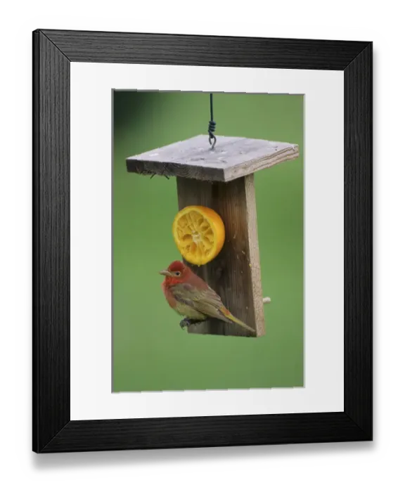 Framed Print : Summer Tanager (Piranga rubra) 1st year male, at orange feeder, Marion Co. IL Framed Print : Summer Tanager (Piranga rubra) 1st year male, at orange feeder, Marion Co. IL