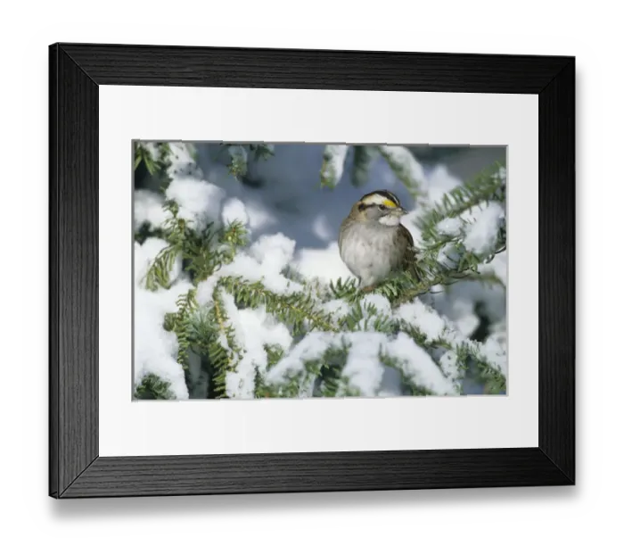 Framed Print : White-throated Sparrow (Zonotrichia albicollis) in winter, Marion Co. IL Framed Print : White-throated Sparrow (Zonotrichia albicollis) in winter, Marion Co. IL
