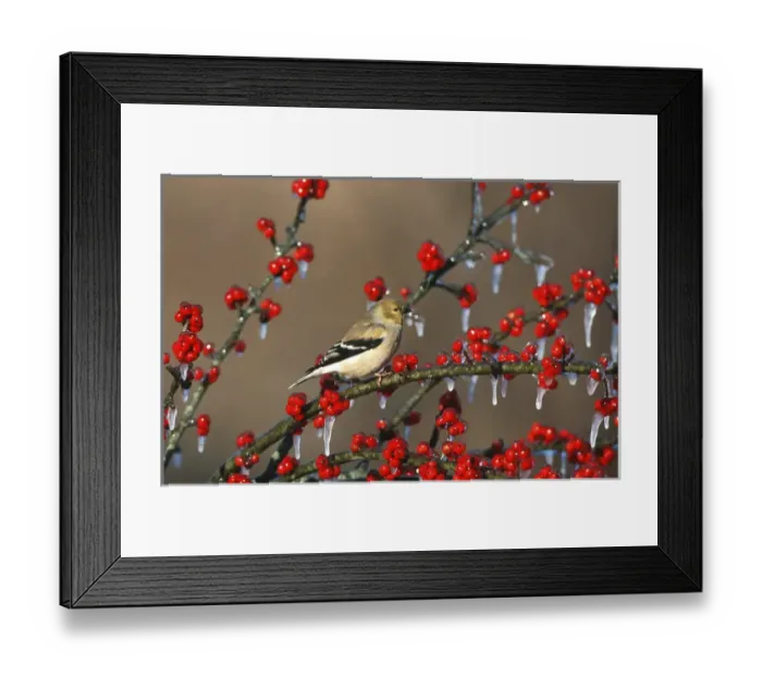 Framed Print : American Goldfinch (Carduelis tristis) - winter plumage, in icy Green Hawthorn (Crataegus Framed Print : American Goldfinch (Carduelis tristis) - winter plumage, in icy Green Hawthorn (Crataegus