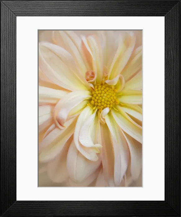 Framed Print : USA, Maine, Harpswell. Dahlia detail. Credit as: Kathleen Clemons  /  Jaynes Gallery  /  DanitaDelimont