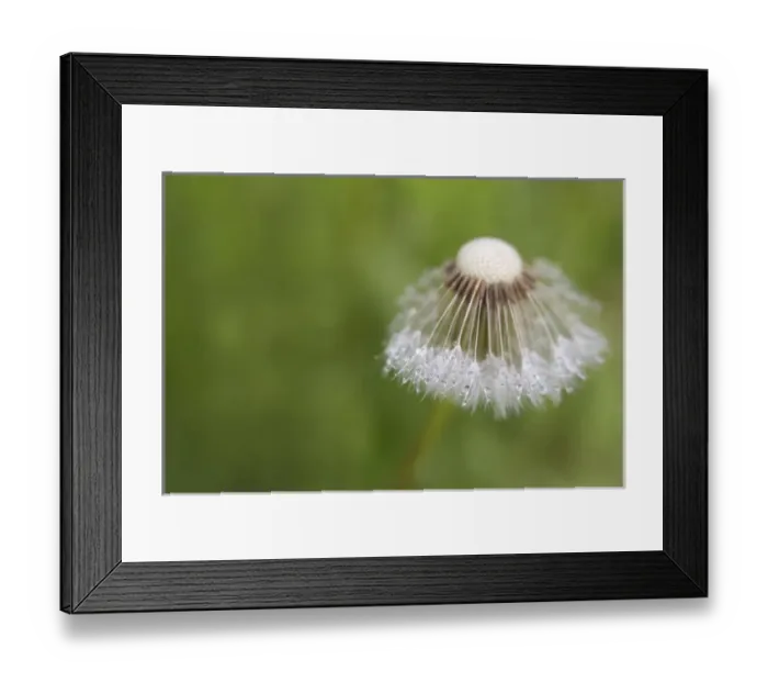 Framed Print : USA, Maine, Harpswell. Dew on dandelion. Credit as: Kathleen Clemons / Jaynes Gallery Framed Print : USA, Maine, Harpswell. Dew on dandelion. Credit as: Kathleen Clemons / Jaynes Gallery