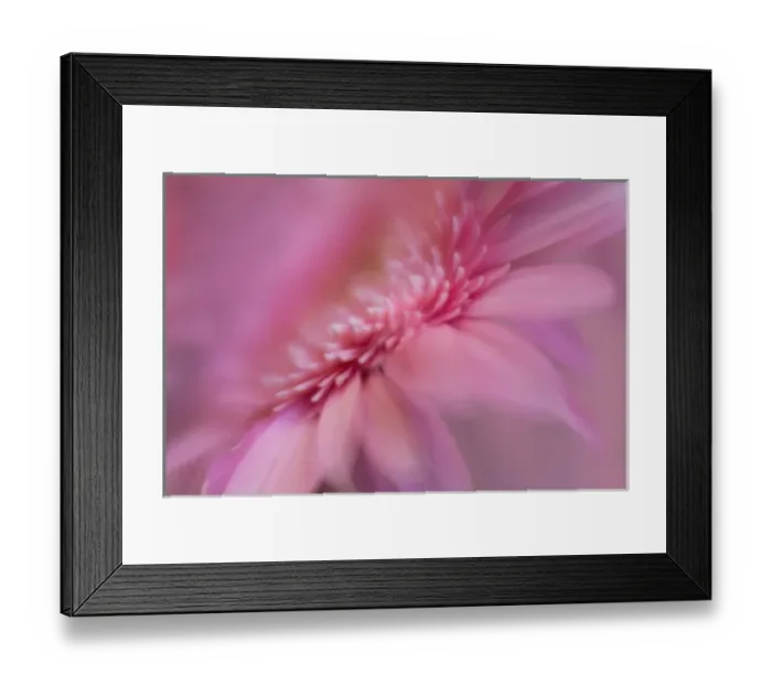 Framed Print : USA, Maine, Harpswell. Pink gerbera daisy abstract Framed Print : USA, Maine, Harpswell. Pink gerbera daisy abstract