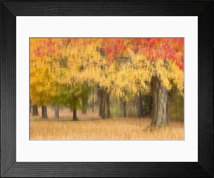 Framed Print : USA, Maine, Harpswell. Autumn-colored trees Framed Print : USA, Maine, Harpswell. Autumn-colored trees