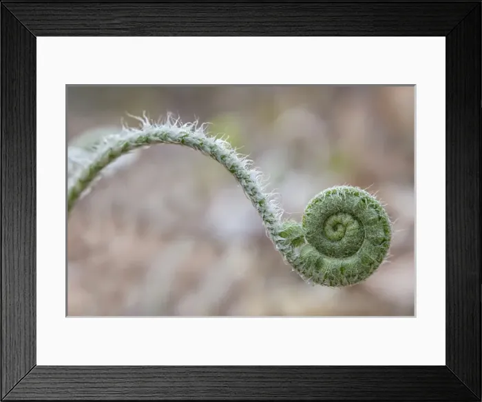 Framed Print : USA, Maine, Harpswell. Fern curves. Credit as: Kathleen Clemons / Jaynes Gallery / DanitaDelimont Framed Print : USA, Maine, Harpswell. Fern curves. Credit as: Kathleen Clemons / Jaynes Gallery / DanitaDelimont