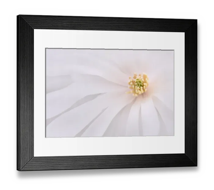 Framed Print : USA, Maine, Harpswell. Light pink magnolia detail Framed Print : USA, Maine, Harpswell. Light pink magnolia detail
