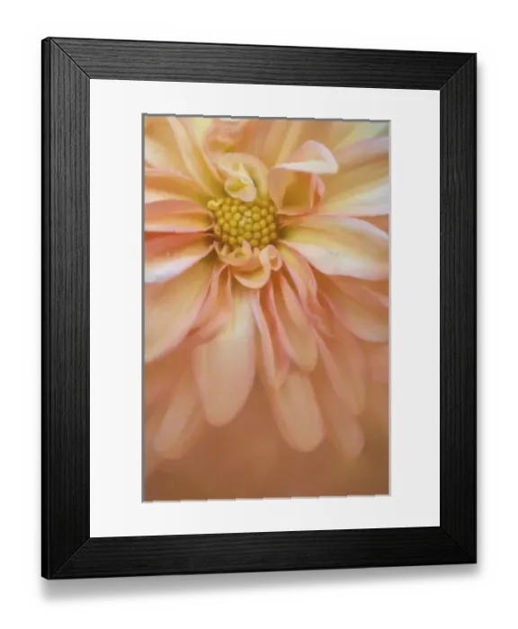 Framed Print : USA, Maine, Harpswell. Orange dahlia detail