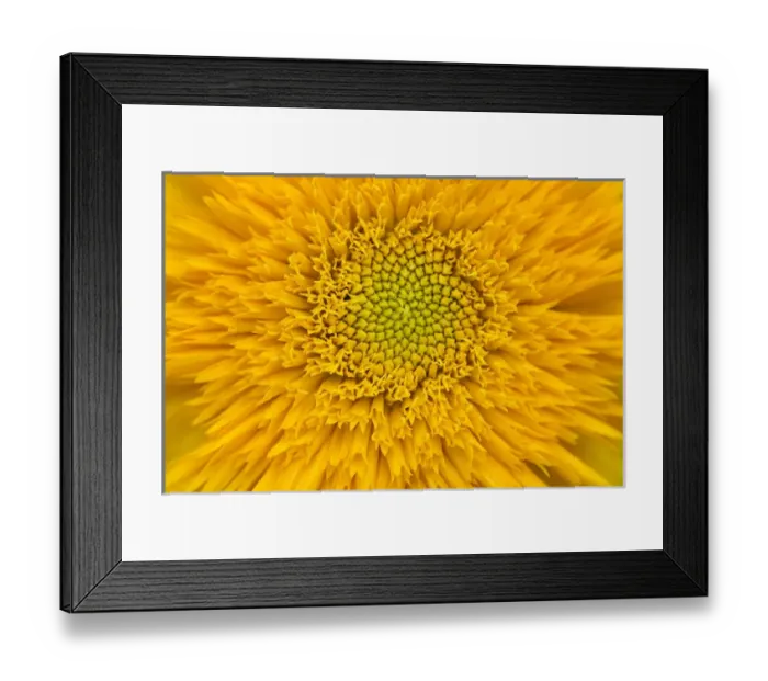 Framed Print : USA, Maine, Harpswell. Sunflower detail. Credit as: Kathleen Clemons  /  Jaynes Gallery