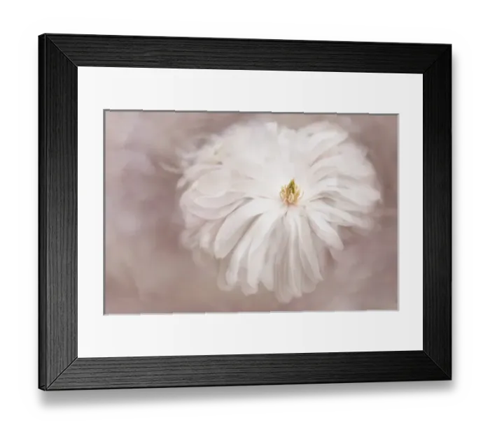 Framed Print : USA, Maine, Harpswell. Multiple exposure of white dahlia Framed Print : USA, Maine, Harpswell. Multiple exposure of white dahlia
