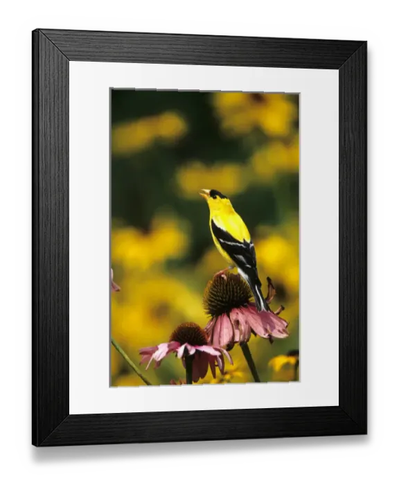 Framed Print : American Goldfinch (Carduelis tristis) male singing on purple coneflower Marion Co. IL Framed Print : American Goldfinch (Carduelis tristis) male singing on purple coneflower Marion Co. IL