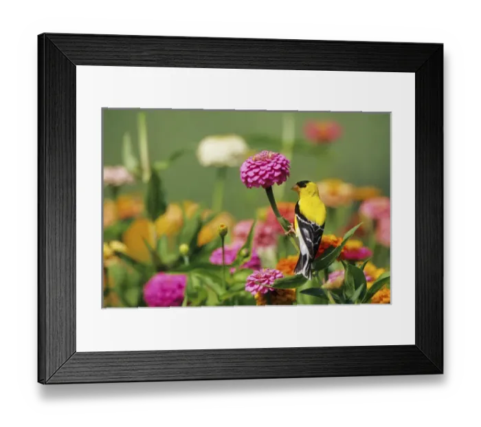 Framed Print : American Goldfinch (Carduelis tristis) male on zinnia (Zinnia sp. ) Marion Co. IL