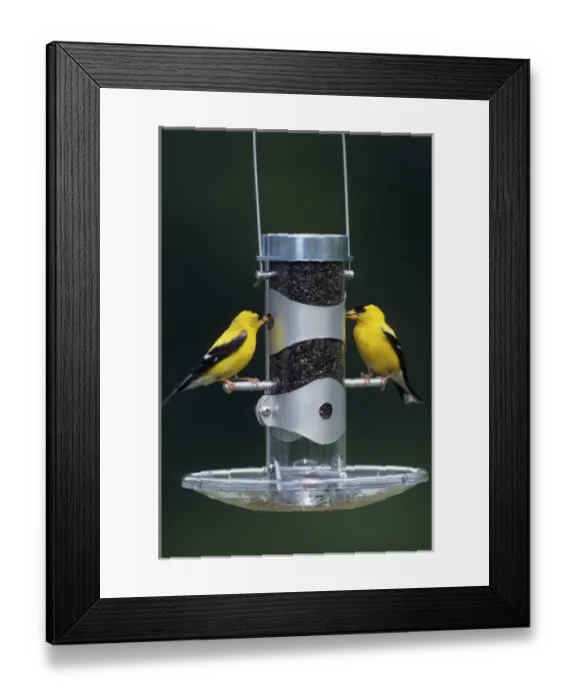Framed Print : American Goldfinches (Carduelis tristis) males at tube feeder, Marion Co. IL Framed Print : American Goldfinches (Carduelis tristis) males at tube feeder, Marion Co. IL