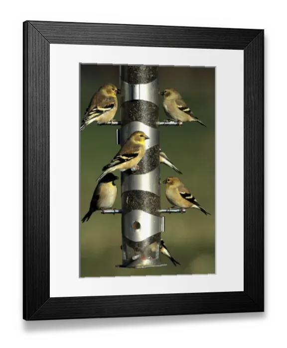 Framed Print : American Goldfinches (Cardeulis tristis) at nyjer / thistle tube feeder, Marion Co. IL Framed Print : American Goldfinches (Cardeulis tristis) at nyjer / thistle tube feeder, Marion Co. IL