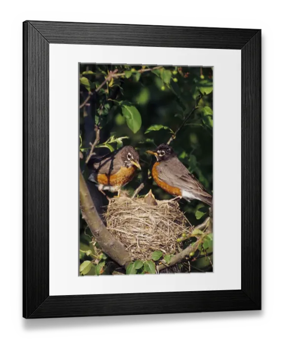 Framed Print : American Robin (Turdus migratorius) male and female at nest in Crabapple tree (Malus sp Framed Print : American Robin (Turdus migratorius) male and female at nest in Crabapple tree (Malus sp