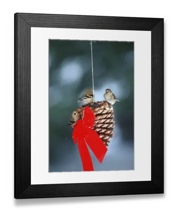 Framed Print : American Goldfinches (Carduelis tristis) eating seeds on pine cone in winter Marion Co
