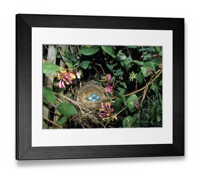 Framed Print : American Robin (Turdus migratorius) nest with four eggs in Gold Flame Honeysuckle Framed Print : American Robin (Turdus migratorius) nest with four eggs in Gold Flame Honeysuckle