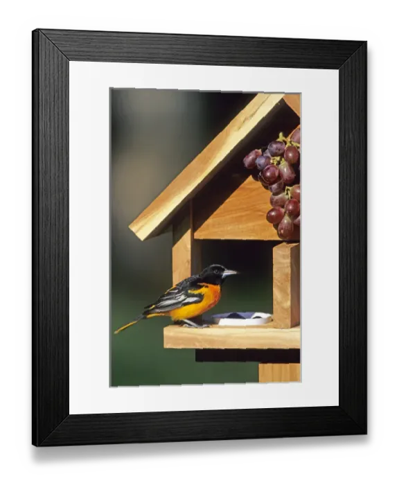 Framed Print : Baltimore Oriole (Icterus galbula) male on jelly & grape feeder Marion Co. IL Framed Print : Baltimore Oriole (Icterus galbula) male on jelly & grape feeder Marion Co. IL