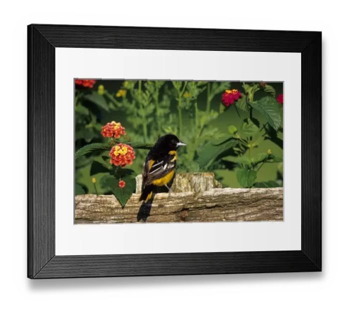 Framed Print : Baltimore Oriole (Icterus galbula) male on wooden fence near flower garden - Lantana