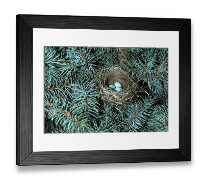 Framed Print : Chipping Sparrow (Spizella passerina) nest with 3 eggs IL Framed Print : Chipping Sparrow (Spizella passerina) nest with 3 eggs IL