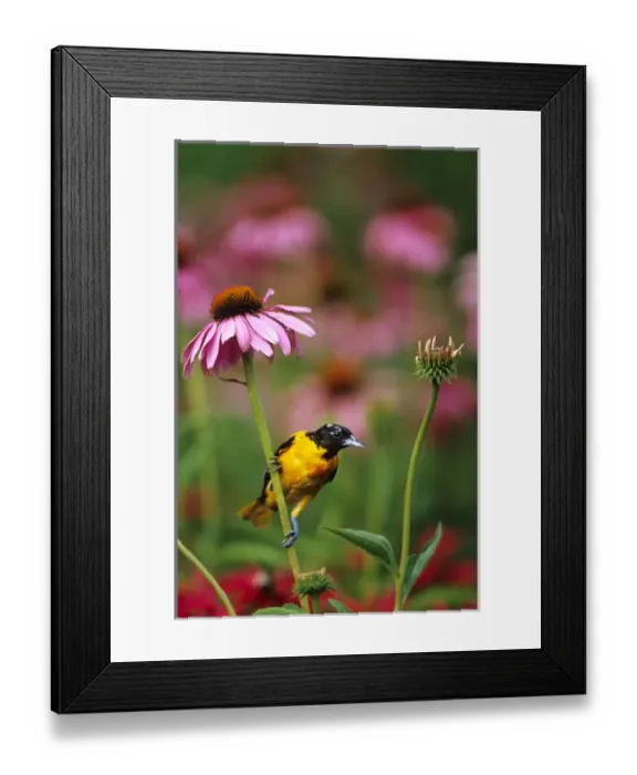 Framed Print : Baltimore Oriole (Icterus galbula) male on Purple Coneflower (Echinacea purpurea) in flower garden