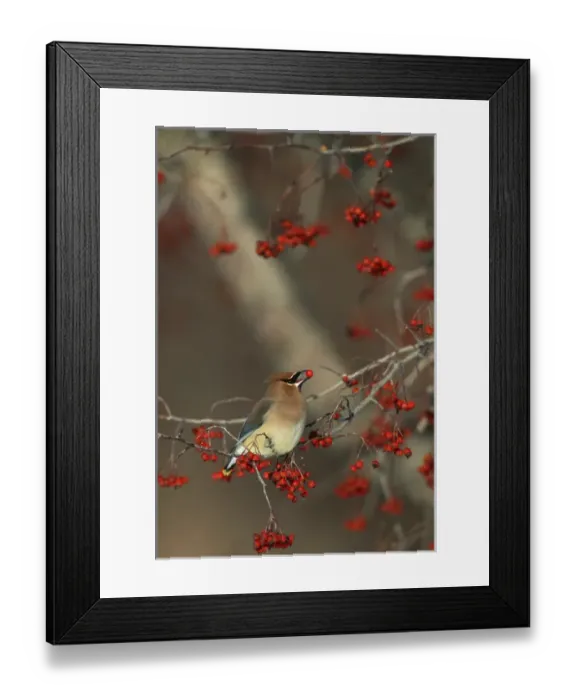 Framed Print : Cedar Waxwing (Bombycilla cedrorum) eating hawthorn berry Sangomon Co. IL Framed Print : Cedar Waxwing (Bombycilla cedrorum) eating hawthorn berry Sangomon Co. IL