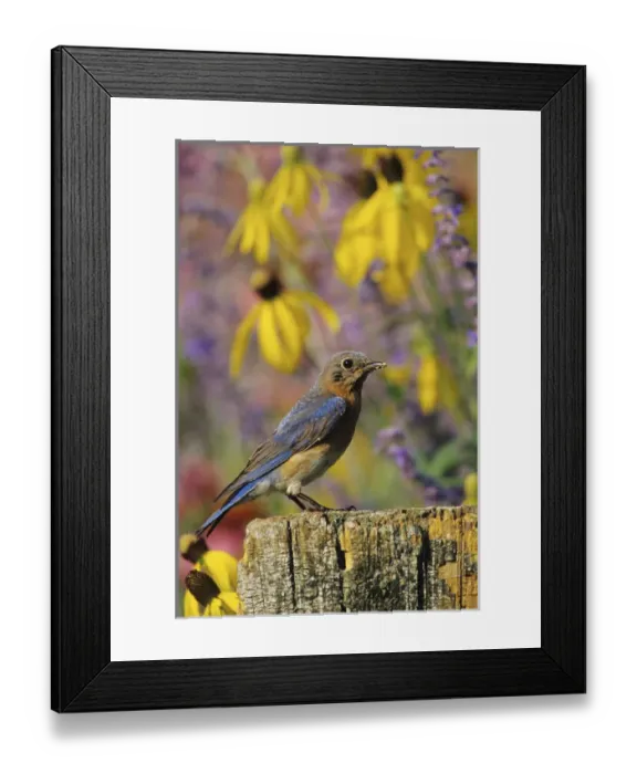 Framed Print : Eastern Bluebird (Sialia sialis) female on fence post in flower garden Marion Co. IL Framed Print : Eastern Bluebird (Sialia sialis) female on fence post in flower garden Marion Co. IL