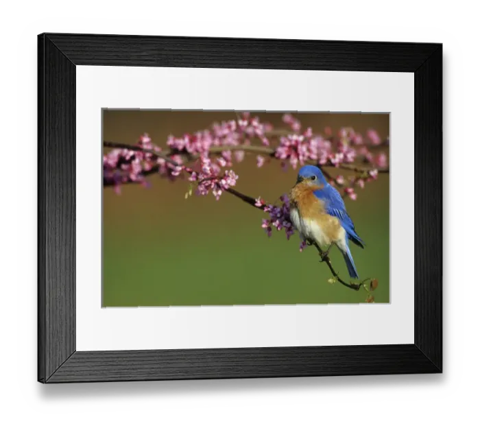 Framed Print : Eastern Bluebird (Sialia sialis) male in Redbud tree in spring Marion Co. IL Framed Print : Eastern Bluebird (Sialia sialis) male in Redbud tree in spring Marion Co. IL