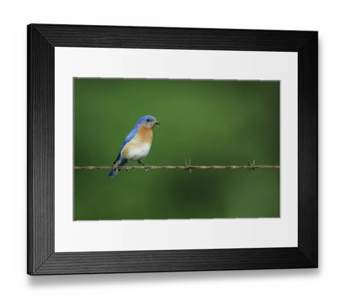 Framed Print : Eastern Bluebird (Sialia sialis) male on barbed wire fence with food IL Framed Print : Eastern Bluebird (Sialia sialis) male on barbed wire fence with food IL