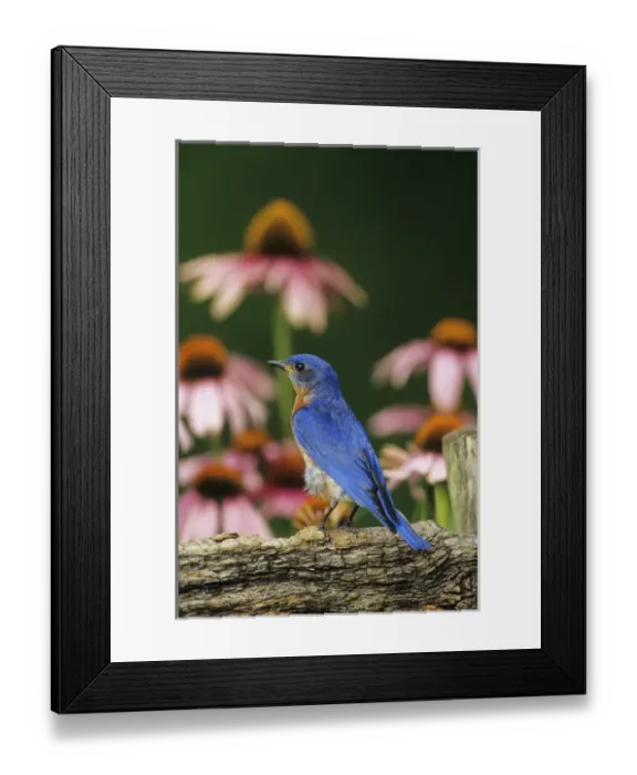 Framed Print : Eastern Bluebird (Sialia sialis) male on fence near Purple Coneflowers (Echinacea