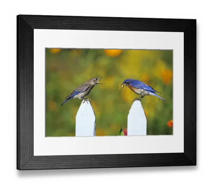 Framed Print : Eastern Bluebird (Sialia sialis) male feeding fledgling on picket fence near flower garden Framed Print : Eastern Bluebird (Sialia sialis) male feeding fledgling on picket fence near flower garden