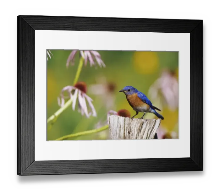 Framed Print : Eastern Bluebird (Sialia sialis) male on fence post in flower garden, Marion Co. IL Framed Print : Eastern Bluebird (Sialia sialis) male on fence post in flower garden, Marion Co. IL