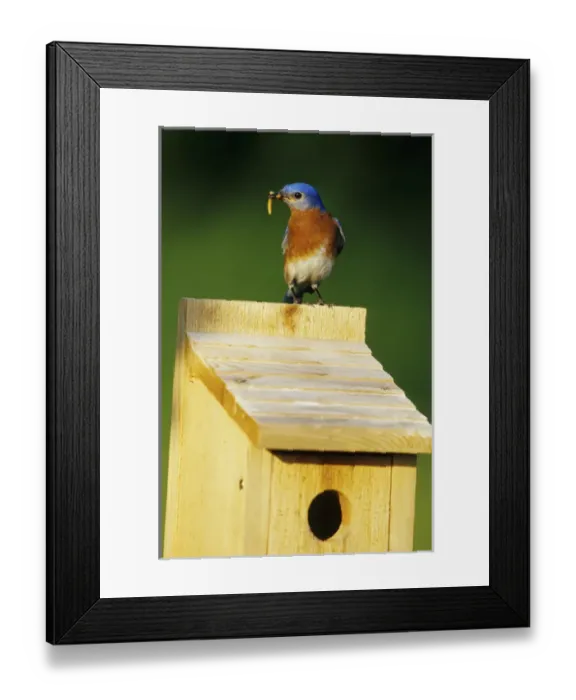 Framed Print : Eastern Bluebird (Sialia sialis) male with mealworms at nestbox Marion Co. IL Framed Print : Eastern Bluebird (Sialia sialis) male with mealworms at nestbox Marion Co. IL