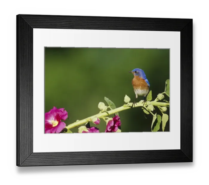 Framed Print : Eastern Bluebird (Sialia sialis) male on Hollyhock (Alcea rosea) Marion Co. IL Framed Print : Eastern Bluebird (Sialia sialis) male on Hollyhock (Alcea rosea) Marion Co. IL