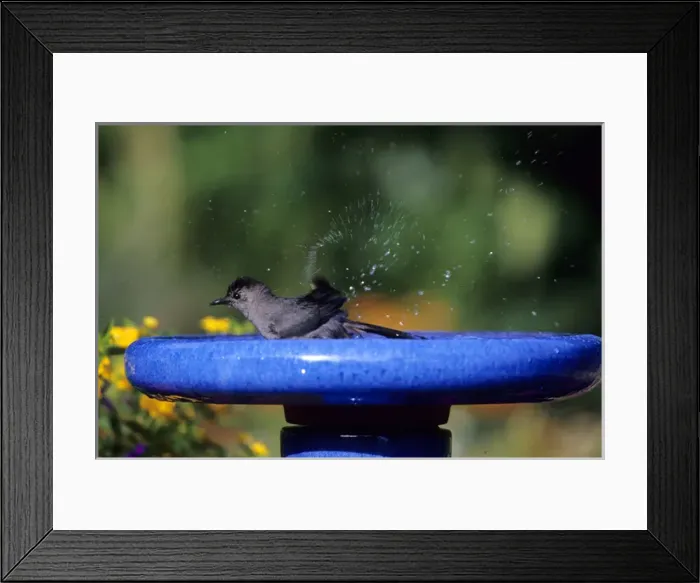Framed Print : Gray Catbird (Dumetella carolinensis) bathing in bird bath near flower garden Marion Co