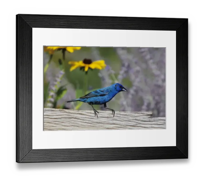 Framed Print : Indigo Bunting (Passerina cyanea) male on fence near flower garden (Black-eyed Susans