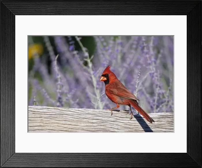 Framed Print : Northern Cardinal (Cardinalis cardinalis) male on fence near Russian Sage (Perovskia Framed Print : Northern Cardinal (Cardinalis cardinalis) male on fence near Russian Sage (Perovskia