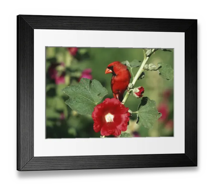 Framed Print : Northern Cardinal (Cardinalis cardinalis) male on Hollyhock (Alcea rosea) Marion Co. IL Framed Print : Northern Cardinal (Cardinalis cardinalis) male on Hollyhock (Alcea rosea) Marion Co. IL