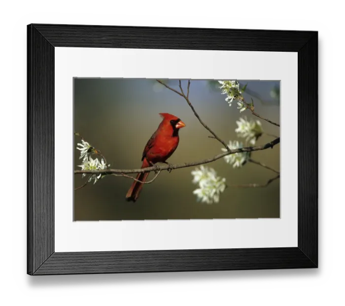 Framed Print : Northern Cardinal (Cardinalis cardinalis) male on Flowering Serviceberry tree (Amelanchier Framed Print : Northern Cardinal (Cardinalis cardinalis) male on Flowering Serviceberry tree (Amelanchier