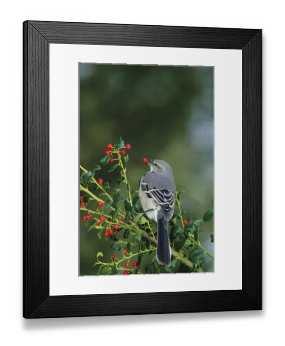 Framed Print : Northern Mockingbird (Mimus polyglottos) eating in China Holly (Ilex cornuta) Marion Co