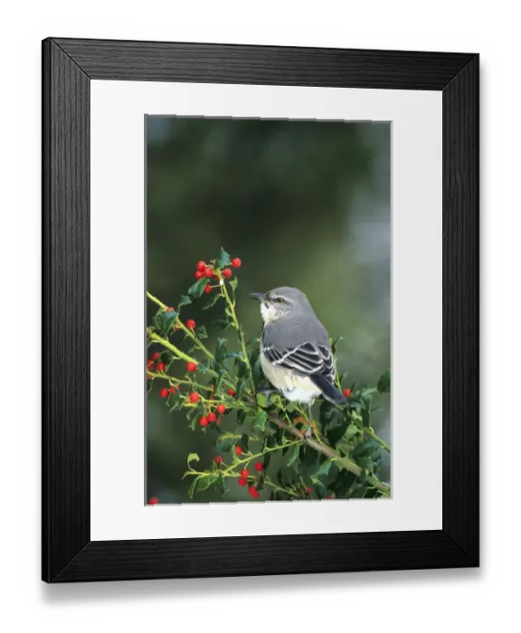 Framed Print : Northern Mockingbird (Mimus polyglottos) in China Holly (Ilex cornuta) Marion Co. IL Framed Print : Northern Mockingbird (Mimus polyglottos) in China Holly (Ilex cornuta) Marion Co. IL