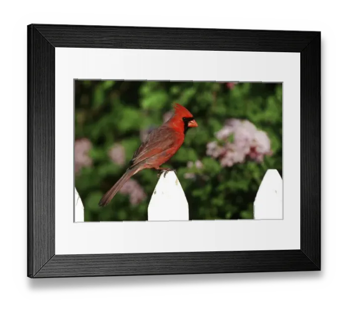 Framed Print : Northern Cardinal (Cardinalis cardinalis) male on picket fence near Dwarf Korean Lilac Framed Print : Northern Cardinal (Cardinalis cardinalis) male on picket fence near Dwarf Korean Lilac