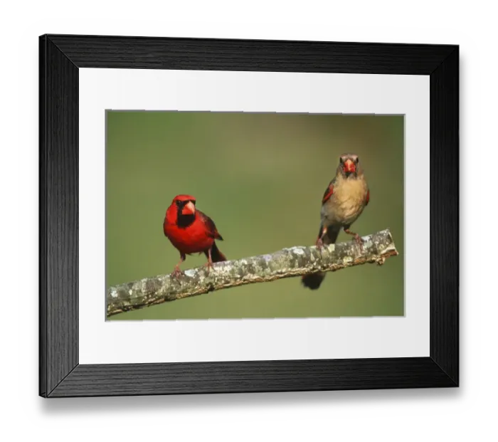 Framed Print : Northern Cardinals (Cardinalis cardinalis) male & female, Marion Co. IL Framed Print : Northern Cardinals (Cardinalis cardinalis) male & female, Marion Co. IL