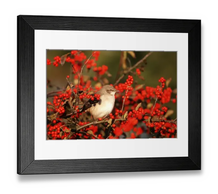 Framed Print : Northern Mockingbird (Mimus polyglottos) in Winterberry bush (Ilex verticillata) Marion Co